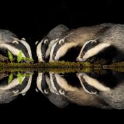 Badger Reflections by Judith Wells