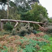 North Norfolk District Council (NNDC) are closing the car parks at Holt Country Park and Pretty Corner Woods ahead of storms