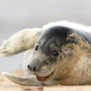 Grey seal pup lounging on the beach at Horsey Gap, photograph by John Boyle