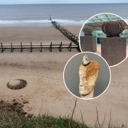 A new exhibition featuring fossils from Happisburgh beach in Norfolk is set to be unveiled at the Palace of Westminster in London
