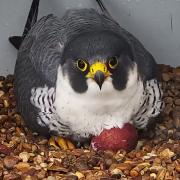 The first peregrine falcon egg of the season has been laid at the top of Cromer Parish Church's tower in Norfolk