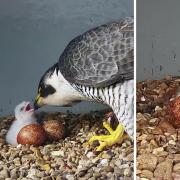 A peregrine falcon chick has hatched at the top of Cromer Parish Church tower in north Norfolk, the Cromer Peregrine Project has announced