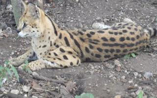 A pair of Serval cats which were being kept illegally on land in Colby in north Norfolk put the community at 