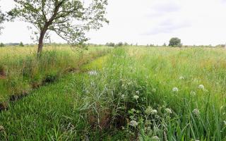 The Broads Authority planning committee voted in favour of permitting a programme of works to restore Catfield Fen.