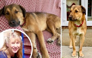 Rosalie Gibb's runaway rescue dog Charlie returned to her North Walsham home after being hit by a car