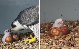 A peregrine falcon chick has hatched at the top of Cromer Parish Church tower in north Norfolk, the Cromer Peregrine Project has announced