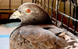 Pigeon could have its toe amputated